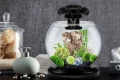 Pregled akvarija tetra duo waterfall globe