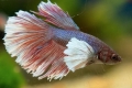 Akvarijski petelin (betta splendens)