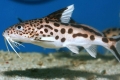 Akvarijske ribe soma synodontis