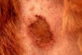 Alergijski dermatitis pri psih