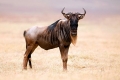 Wildebeest