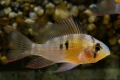 Apistogram bolivijskega metulja (mikrogeophagus altispinosus)