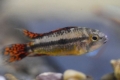 Apistogram kakdu (apistogramma cacatuoides)