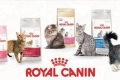 Asortiman in sestava mačje hrane royal canin