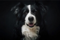 Border collie: opis pasme