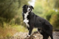 Border collie: najpametnejši od psov