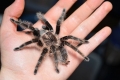 Brachypelma albopilosum: vzdrževanje brachipelma spider albopilosum