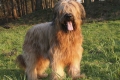 Briard: opis pasme