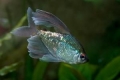 Diamantna tetra