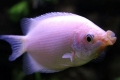 Gourami poljubljanja (helostoma temminkii)