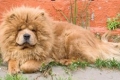 Chow chow