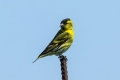 Siskin-bird - videz, habitat, pravila za vzdrževanje doma