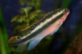 Ciklide papige (pelvicachromis pulcher)