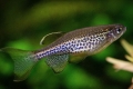 Danio leopard