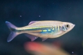 Danio malabar (devario aequipinnatus)