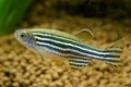 Danio rerio