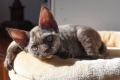 Devon rex