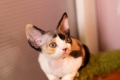 Devon rex: kratek opis pasme