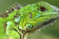 Domača iguana