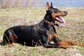 Trening dobermana: nianse treninga