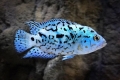 Električni blue jack dempsey