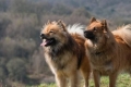 Eurasier: opis pasme, nasveti pri izbiri in negi