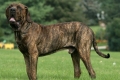 Fila brasileiro