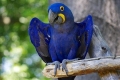 Hyacinth macaw - habitat, narava, značilnosti vsebine in prehrane