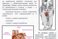 Hcm pri mačkah: simptomi, zdravljenje