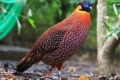 Ocelirani tragopan