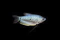 Modri ​​ali pegasti gourami (trichogaster trichopterus)