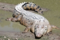 Počesan krokodil (lat. Crocodylus porosus)