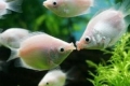 Gourami se poljublja