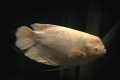 Velikanski gourami (osphronemus goramy)