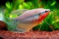 Pearl gourami - vzdrževanje, vzreja in nega