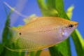 Gourami zlata ali rumena: značilnosti vsebine v akvariju