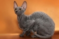 Narava, značilnosti in pogoji vzdrževanja pasme mačk cornish rex