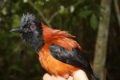 Grebenasti pitohui