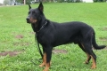 Dober pastir in zanesljiv prijatelj - vdan, a trmast beauceron