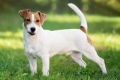 Zgodovina nastanka in opis pasme jack russell terier