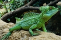 Kuščar, ki teče po vodi - čelada bazilika (basiliscus plumifrons)