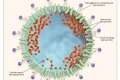 Enteritis pri psih