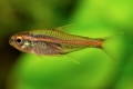 Erythrozonus ali tetra kresnica (hemigrammus erythrozonus)