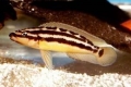 Yulidochromis ornatus