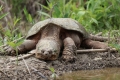 Želva (chelydra serpentina)