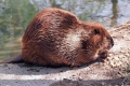 Kanadski bober (castor canadensis)