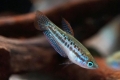 Pritlikavi gourami (trichopsis pumila)