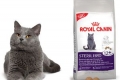 Ocene royal canin za mačke