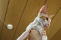 Cornish rex: opis pasme, nega in vzdrževanje