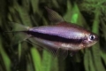 Kraljevska tetra